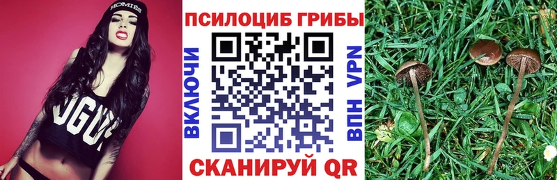 Купить где Торжок Псилоцибиновые грибы Psilocybe